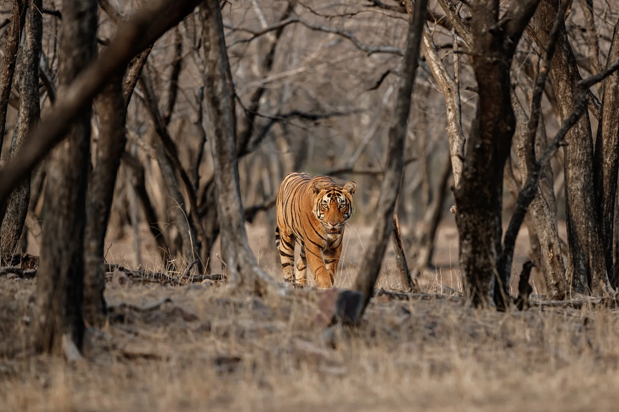Wildlife Monitoring